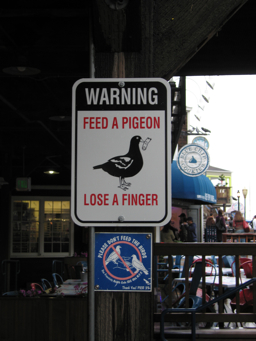 Danger: Carnivorous Pigeons